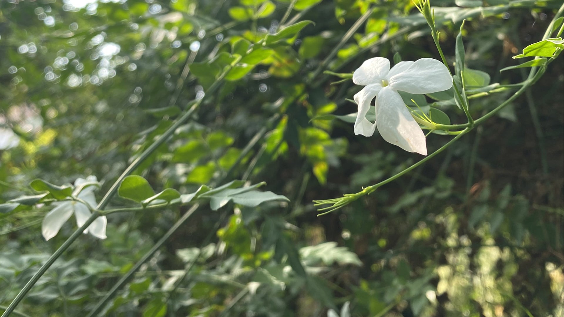 The Healing Power of Flowers